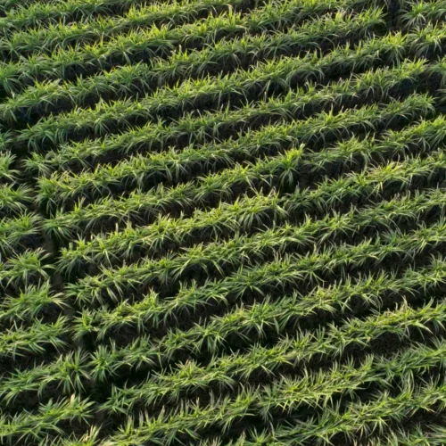 Empresa agrícola transforma décadas de conhecimento em respostas rápidas com IA da BRQ